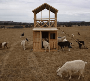 lancefield ground